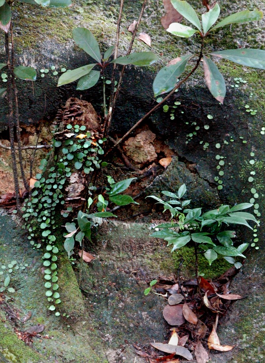 [tropical_b.jpg]