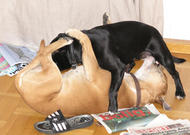 Кудрявая москвичка как собачка дает раком в попку на кровати