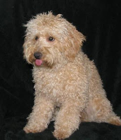 Northdixie Designs Australian Labradoodles