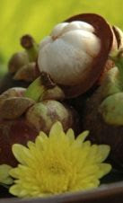 The Mangosteen Fruit from Southeast Asia