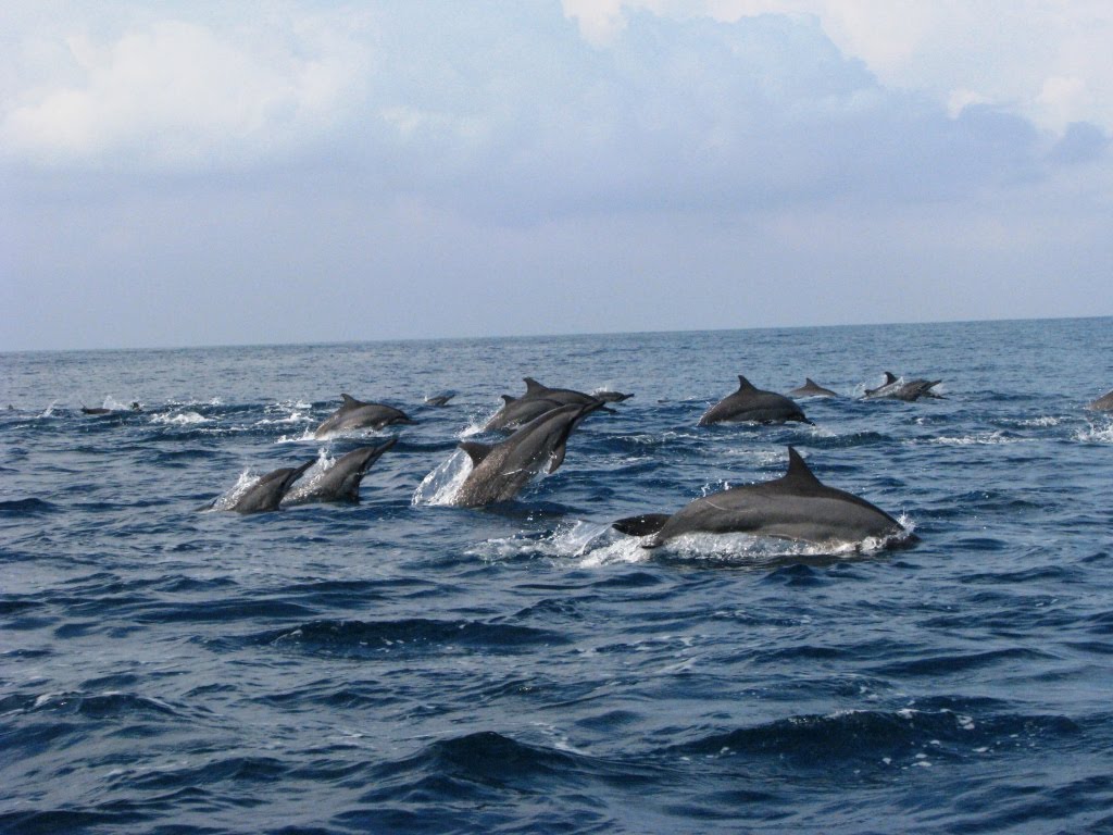The Dolphin Dance The Dolphin Dance