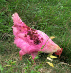 Pink Chicken in Ghana