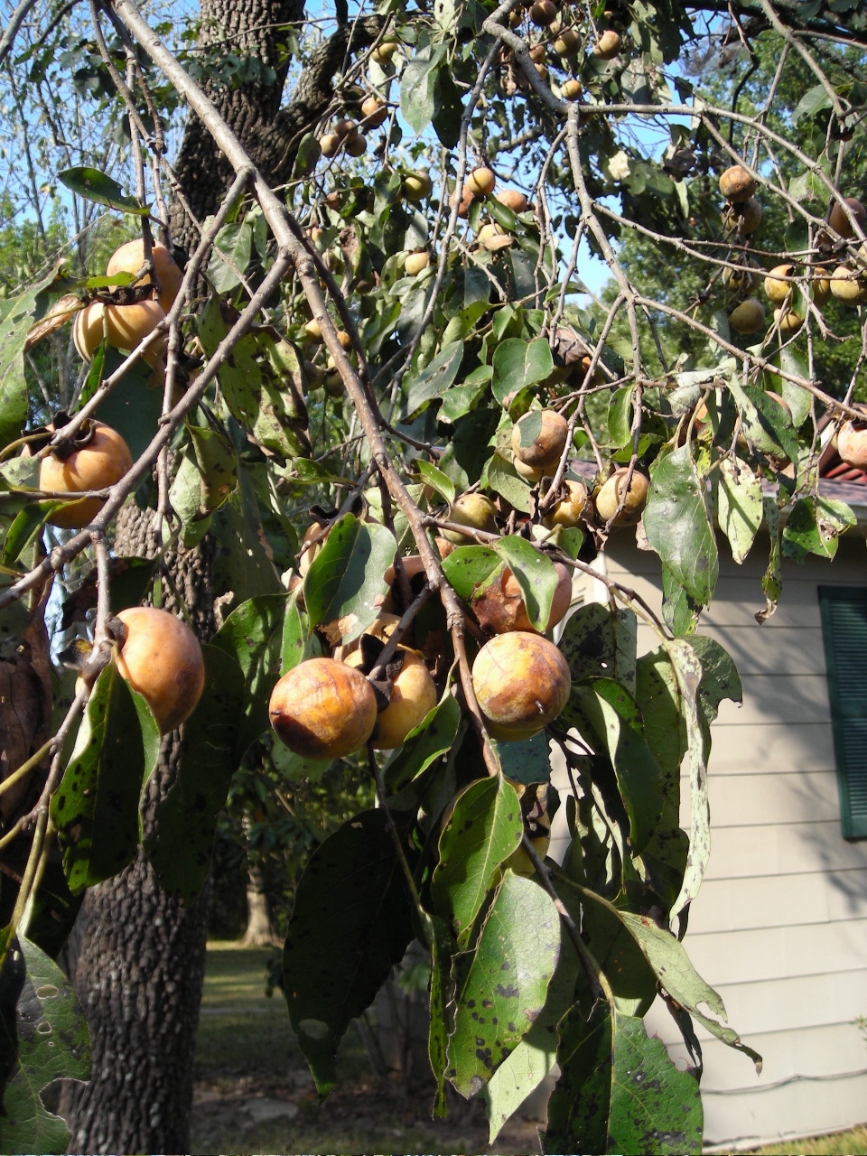 [persimmon.JPG]