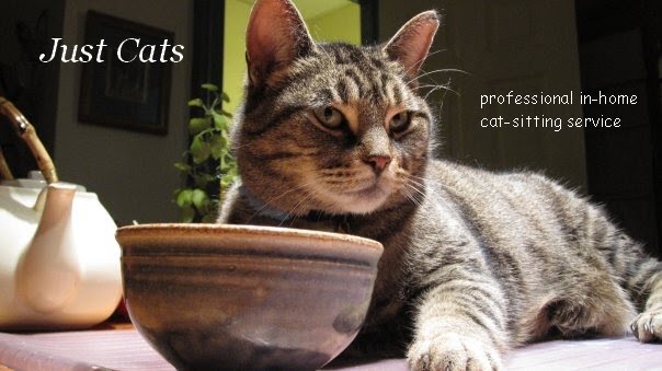 professional cat pictures Photo professional cat pictures Photo