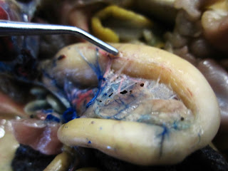 Biology 11: Bullfrog Dissection