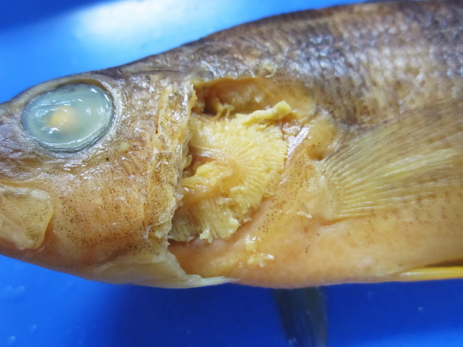 Biology 11: Perch Dissection