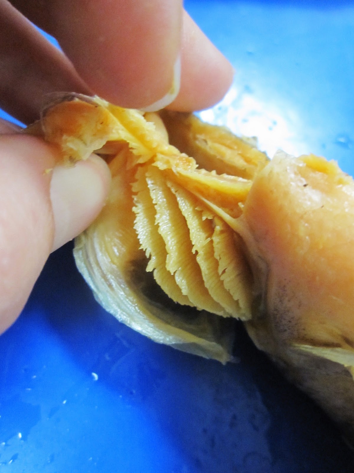 Biology 11: Perch Dissection