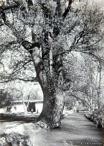 [ark+kenarÄ±ndaki+agac.jpg]