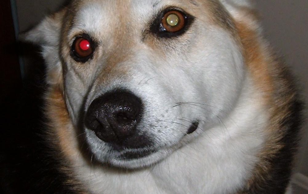 husky with 2 different colored eyes