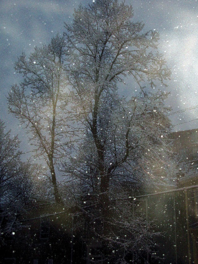 [Tree+In+Snow+Small.jpg]