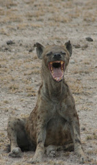 Spotted Hyena