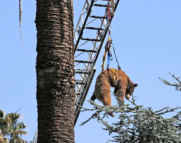 Do Firemen Rescue Cats From Trees Do Firemen Rescue Cats From Trees