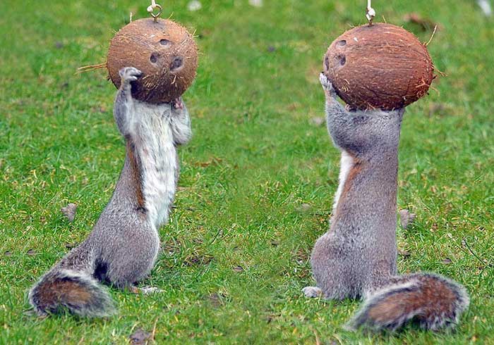 [Squirrels.jpg]