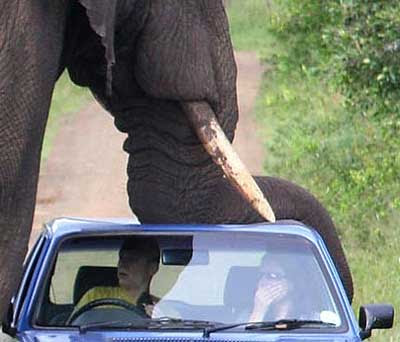 budget rent a car