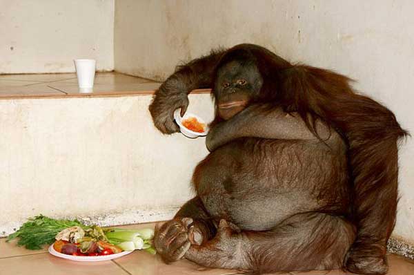 Fattest Nipples Fattest Nipples