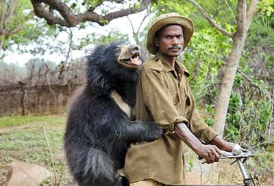 Nothing To Do With Arbroath: Indian sloth bears evacuated on fears of