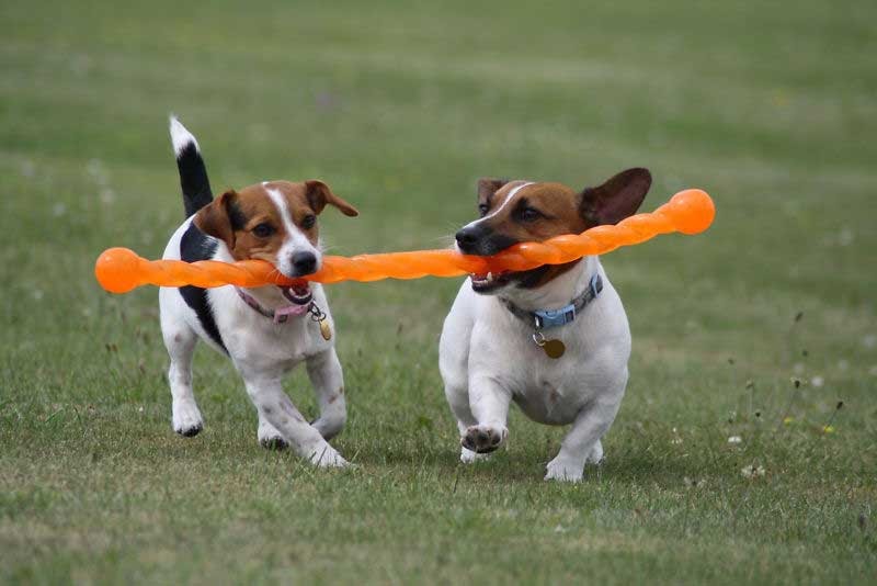 Nothing To Do With Arbroath Wooden sticks “too dangerous” for dogs