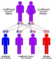 Canavan Disease