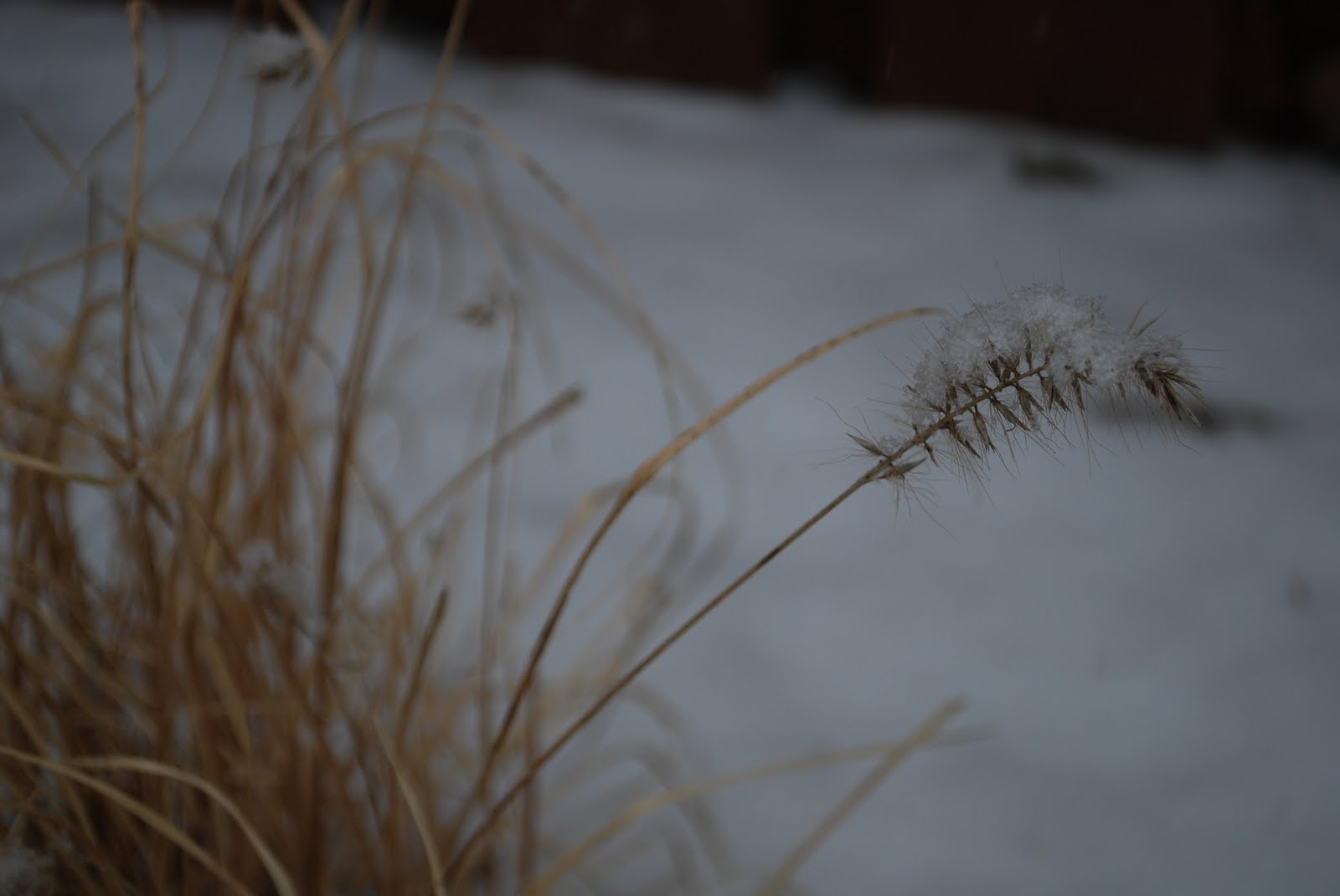 [DSC_0766.JPG]
