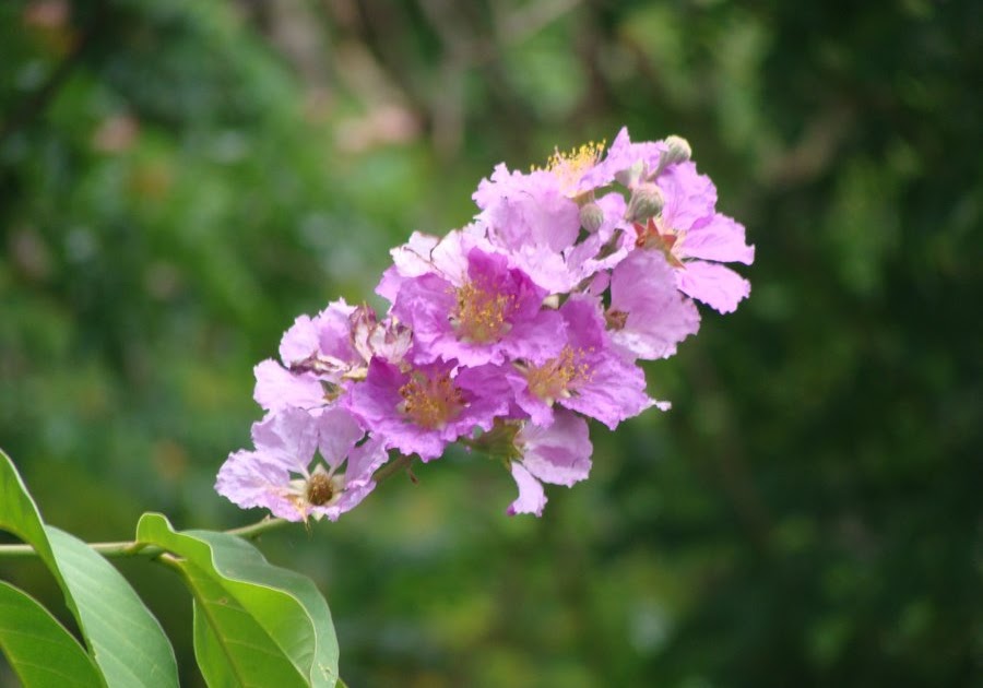 Native Myanmar Flowers Lovers Beauties of the Spring