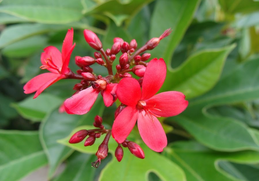 Native Myanmar Flowers Lovers Red for Boldness!