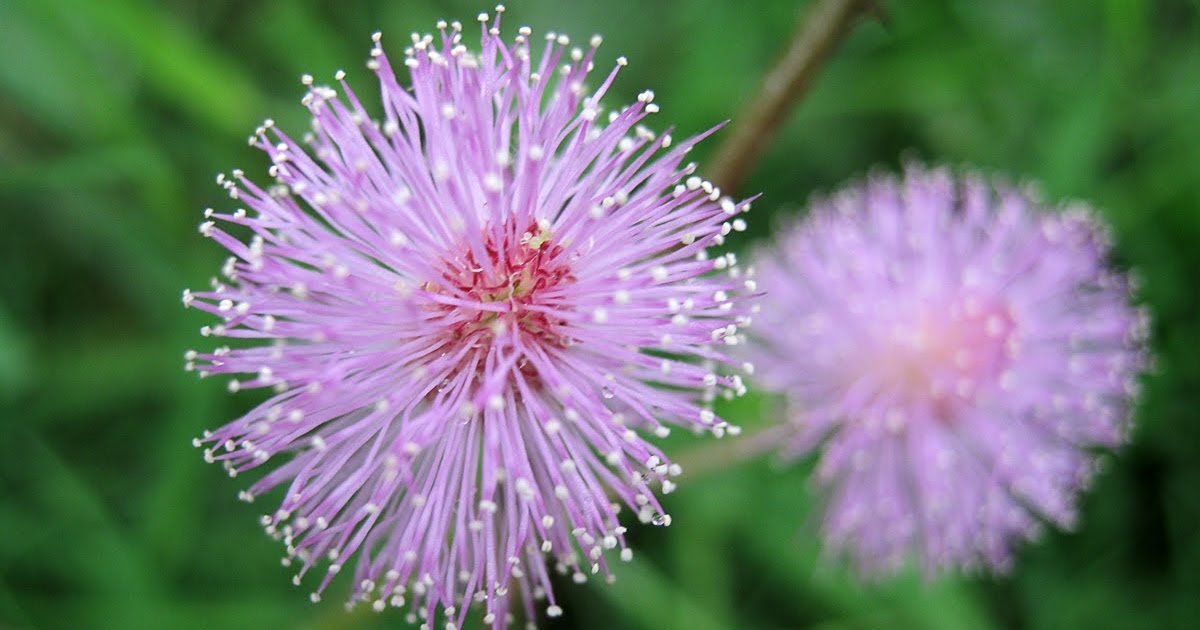 Native Myanmar Flowers Lovers Pink on the Grass