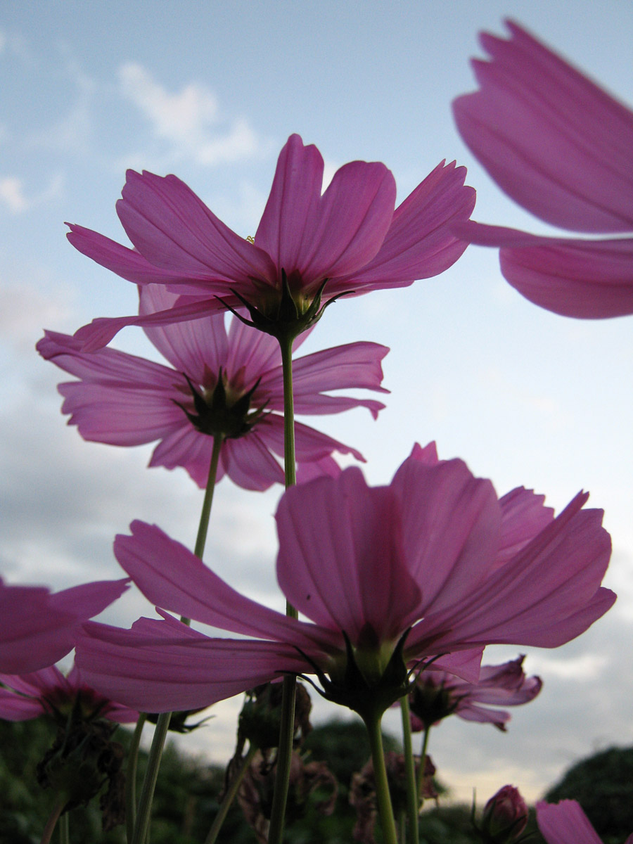 Native Myanmar Flowers Lovers Nature's Gift (1)