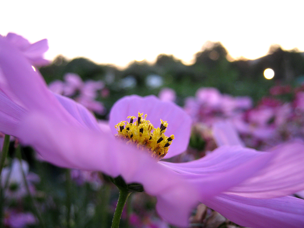 Native Myanmar Flowers Lovers Nature's Gift (1)