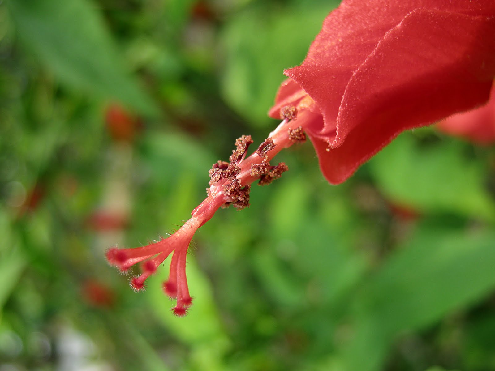 Native Myanmar Flowers Lovers Pink & Red
