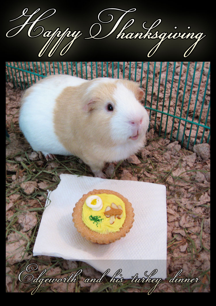 Undercover Guinea Pigs Thanksgiving Report from Agent Butterloaf