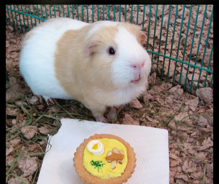 Undercover Guinea Pigs Thanksgiving Report from Agent Butterloaf
