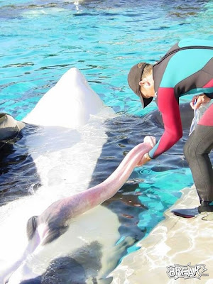 http://2.bp.blogspot.com/_fAJIWY5uxME/Rxrc7rZnLzI/AAAAAAAAC7I/xCl82Wo0EJM/s400/04oct9-killer-whale-penis.jpg
