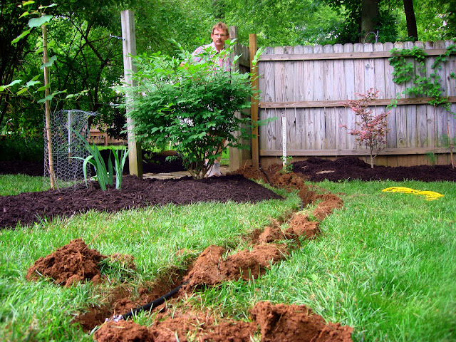 Got moles? | LAVENDER BLUE GARDEN DESIGN
