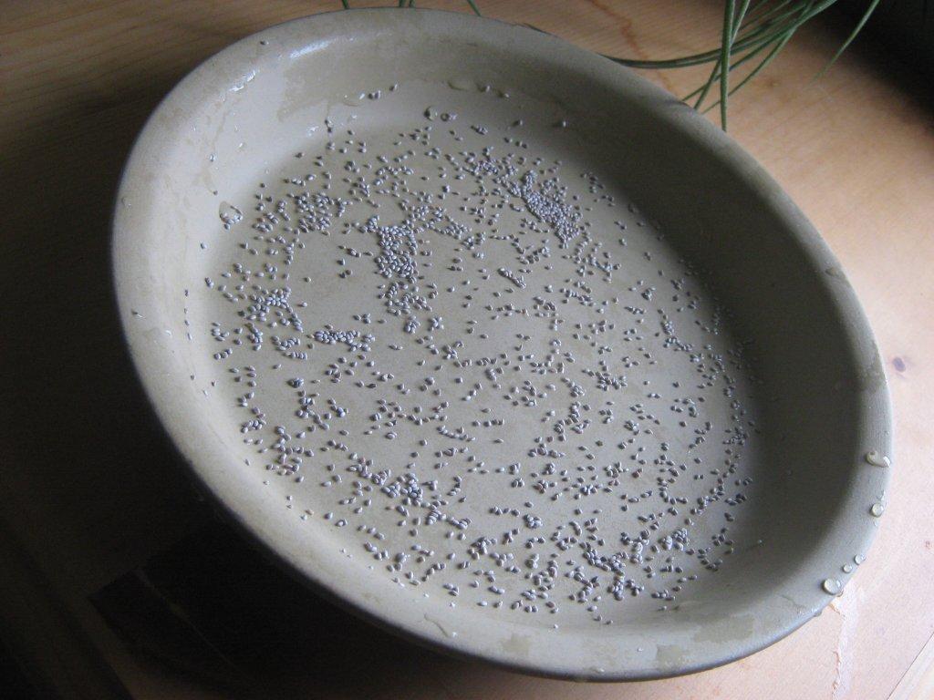 the happy raw kitchen Sprouting Chia Seeds