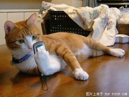 [cat-play-the-cell-phone.bmp]