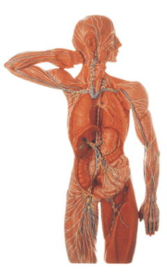 [Lymphatic+System.png]