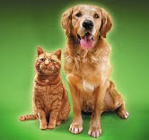 PET İSTANBUL
