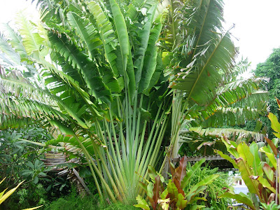 travellers palms palm garden ravenala bajan rustic madagascariensis
