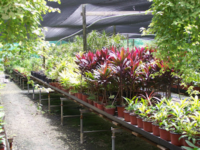 my rustic bajan garden: July 2009