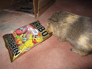 Meerschweinchen Meerschwein Otto Bild Foto pic 