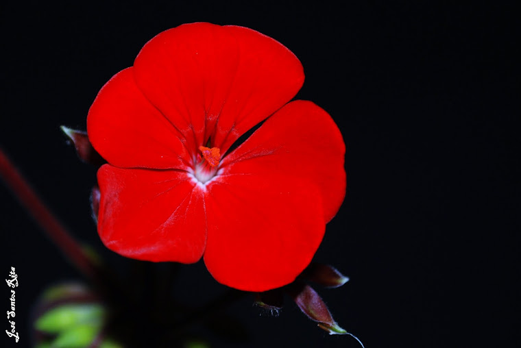 Flor de Malva