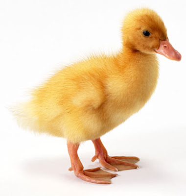 Animals (Duck)