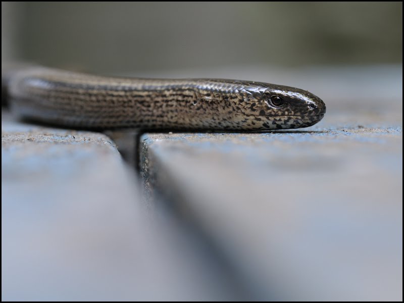 [slowworm.jpg]