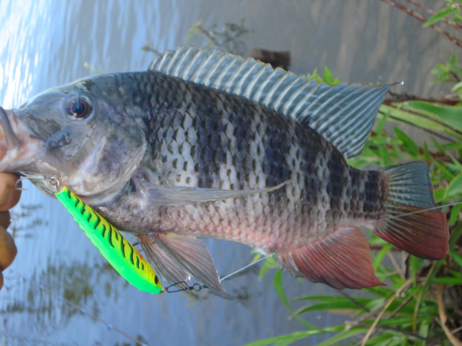 COMPANHEIROS DA PESCA Tilapia na artificial de superficie, na represa