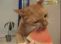(28/10) ¿Has visto alguna vez a un gato comiendo sandía?