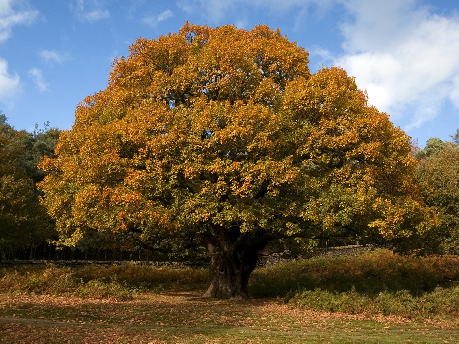 [oak-tree-autumn.jpg]
