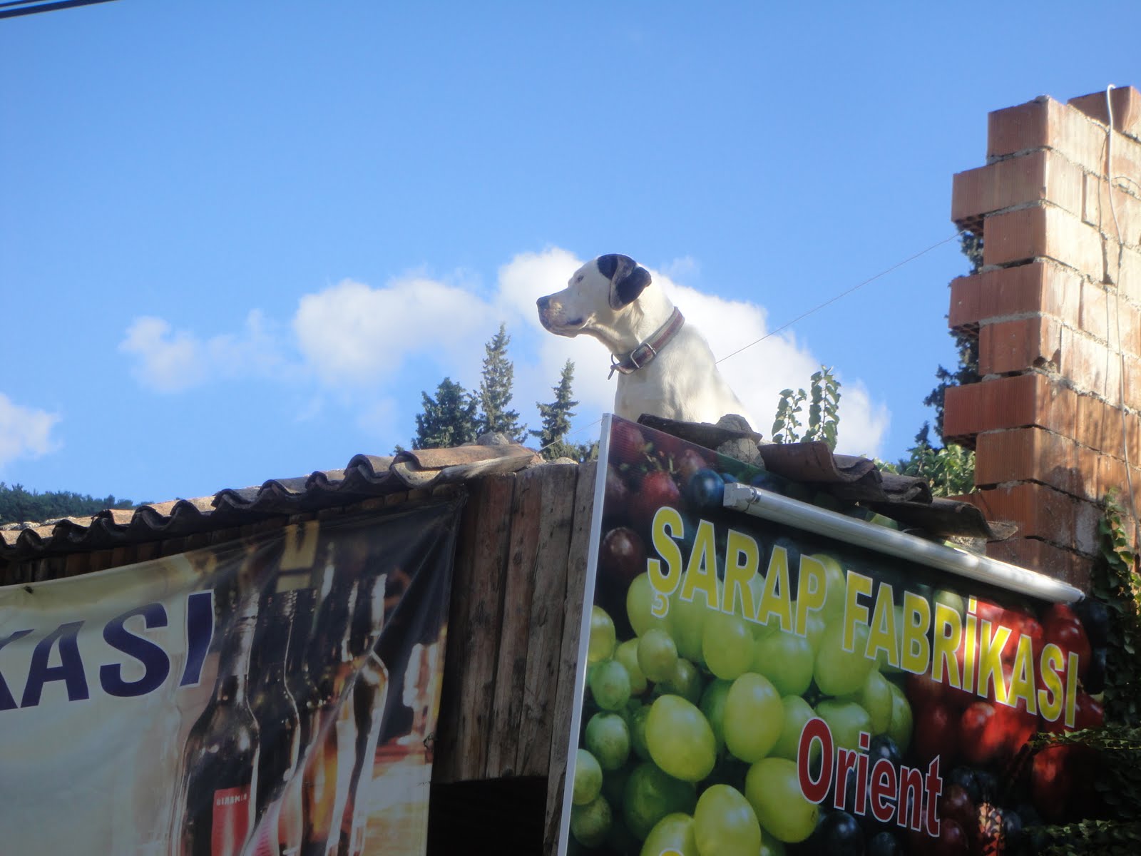 Kimchi Kebab Efeses Izmir Sirince And Selcuk