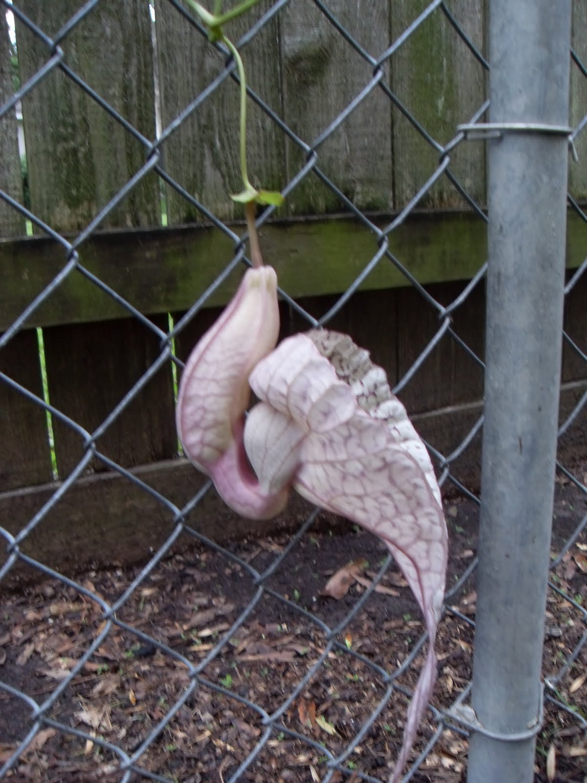 Fabric and Flowers in Texas: Nature's Oddities