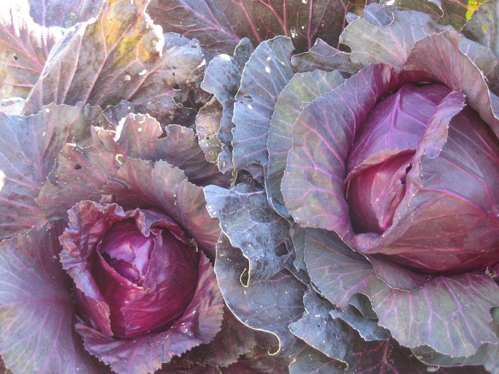 Tree and Twig Farm Blog Mon petit chouCabbage, I love you!