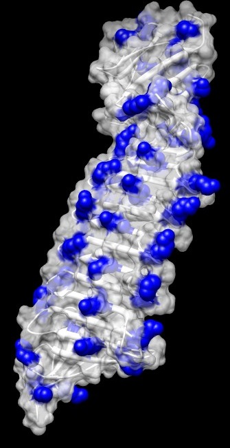 [AmyloidStainModel.jpg]